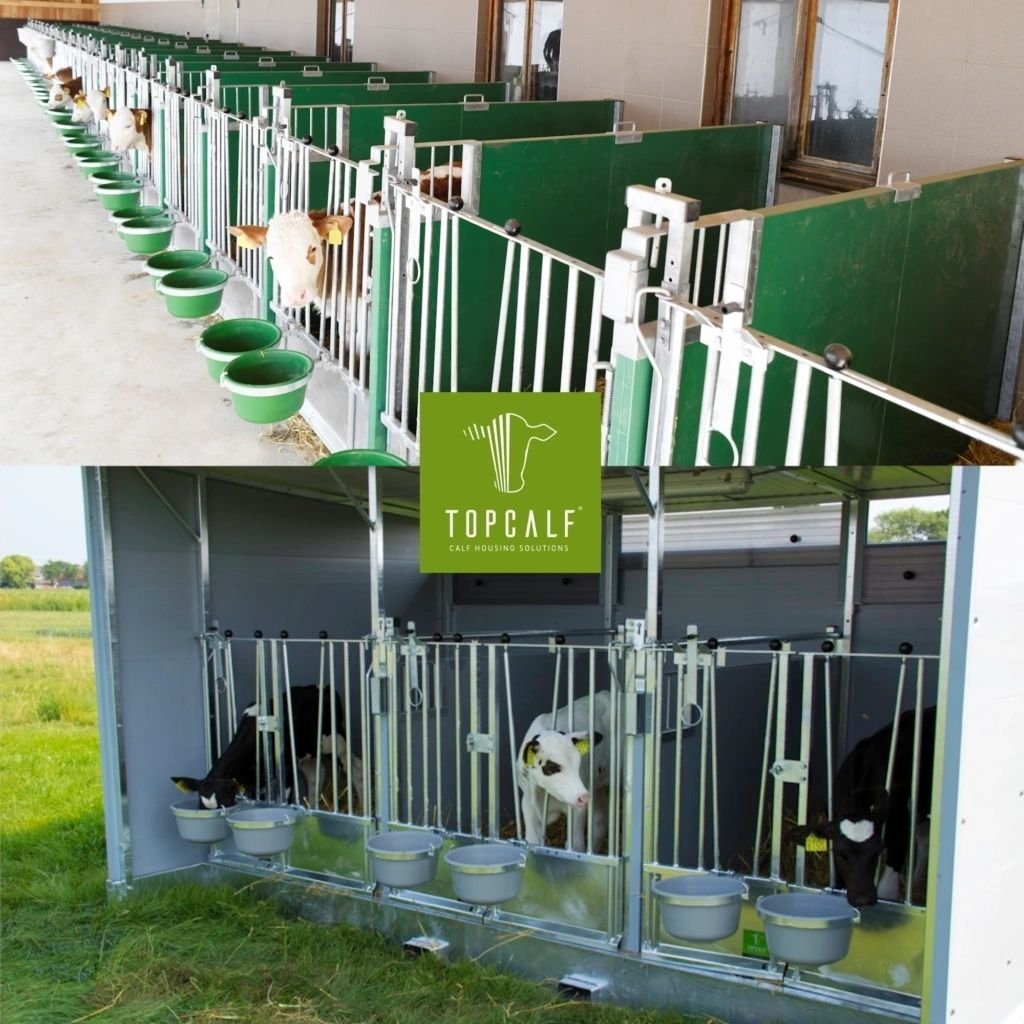 TopCalf